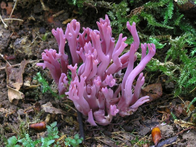 Amethystfarbene Wiesenkoralle | Bild: Matthias Theiss