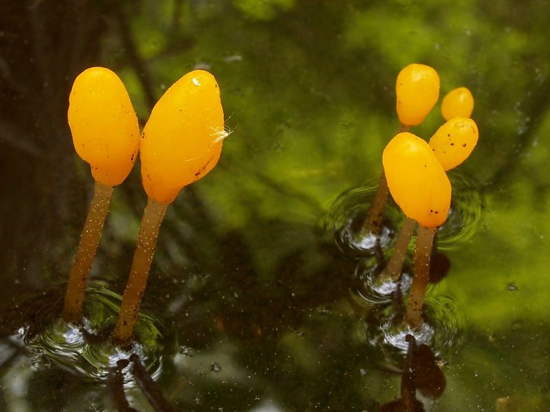 Ein typischer Bewohner von Sümpfen und Mooren: Der Sumpf-Haubenpilz (Mitrula paludosa) wächst auf faulenden Blättern und Nadeln, die im Wasser liegen.