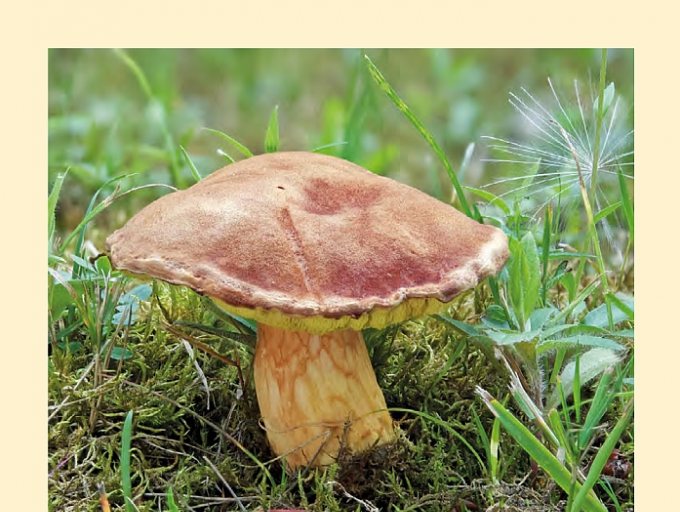 Titelbild von Heft 90/1 (2024) der Zeitschrift für Mykologie mit Gattung art | Bild: DgfM, Foto von Christian Weinkötz